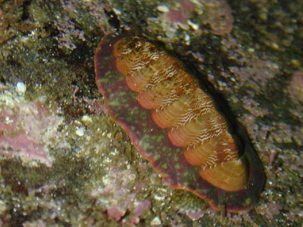 Photo of Tonicella insignis by Aaron Baldwin